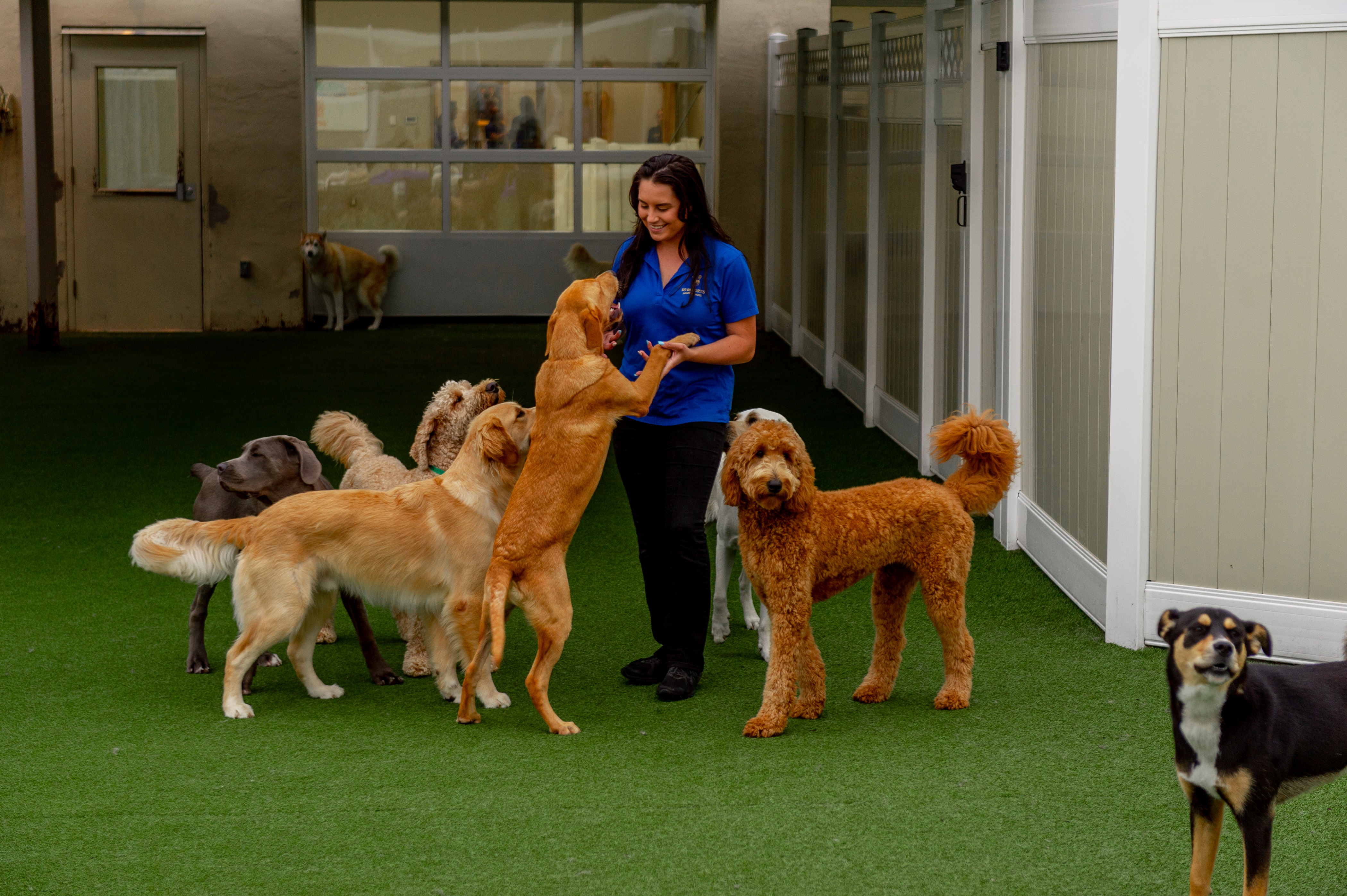 Caring staff interacting with happy dogs at our large doggy daycare.